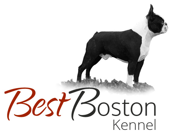 BestBoston kennel